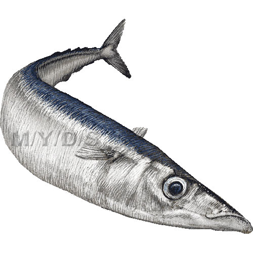 スマホ用ページ＞（秋刀魚）サンマのイラスト・条件付フリー素材集
