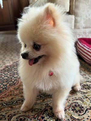 Dog Shelter | 〔2403P09〕ポメラニアン メス 推定5歳 体重1.55kg