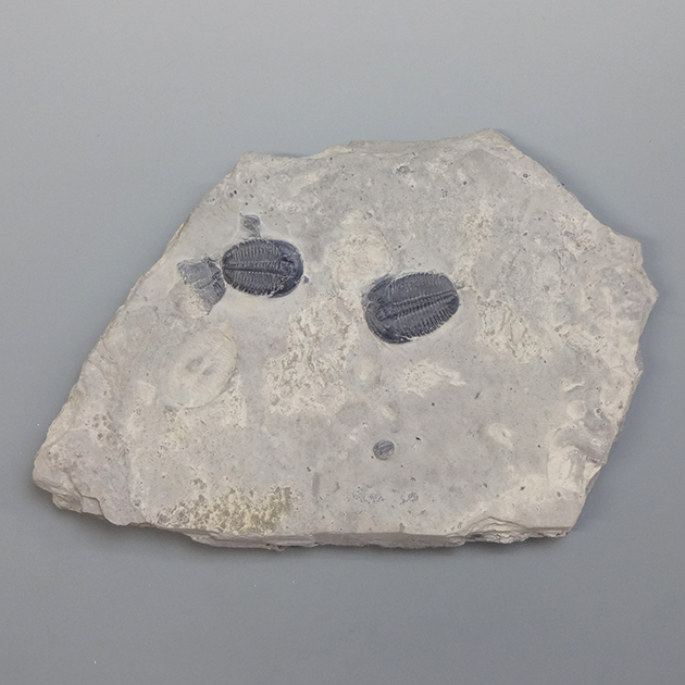 三葉虫（Elrathia）｜化石販売・鉱物販売の東京サイエンス