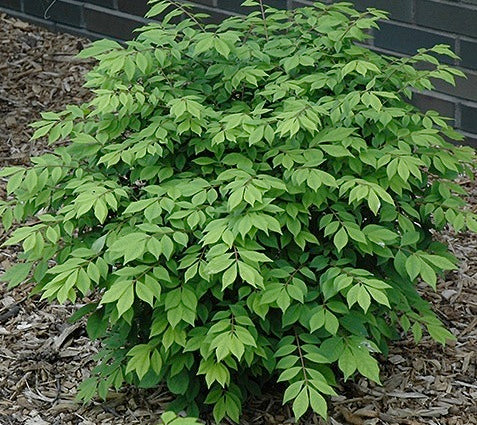 Little Moses Burning Bush – GardenTap