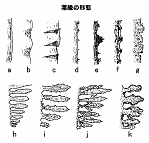日本産コンブの分類 - （一社）北海道水産物検査協会