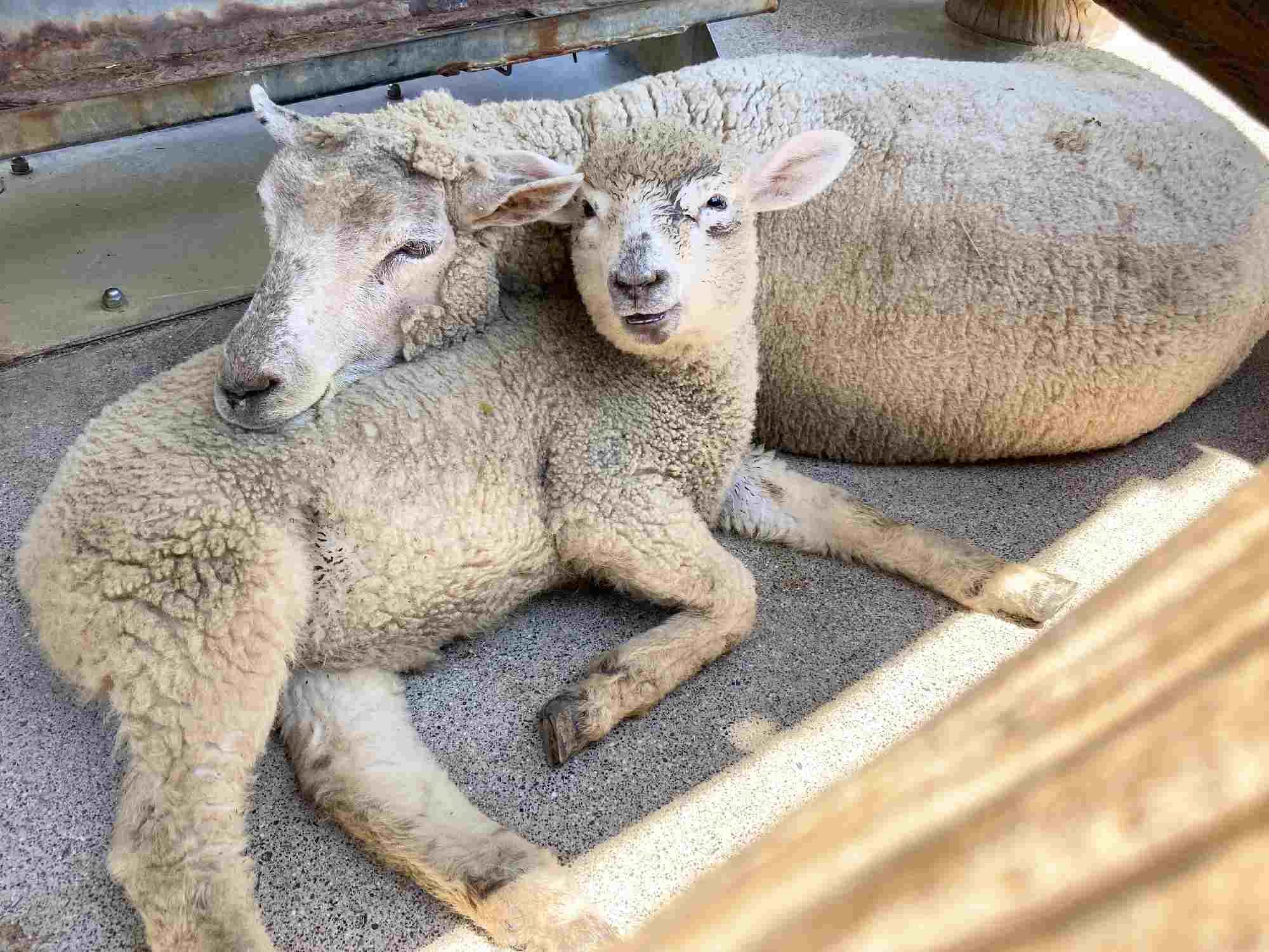 わくわく広場の日常⑪メンマ、6か月！｜飼育係のasazooブログ！｜動物