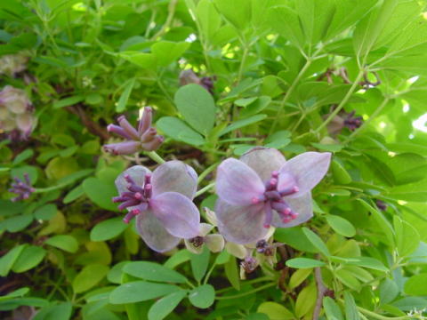 跡見群芳譜(樹木譜 アケビ)