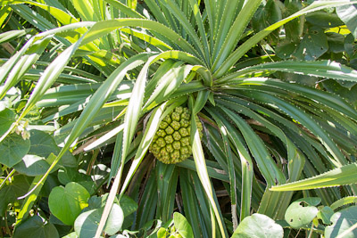 アダンを食べてみる - 沖縄B級ポータル - DEEokinawa（でぃーおきなわ）