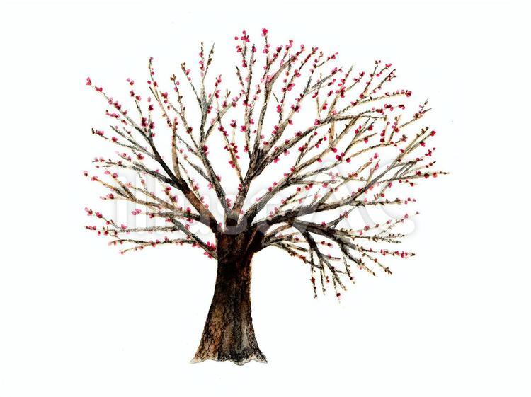 蕾をつけた桜の木(水彩手描き)イラスト - No: 1035403｜無料イラスト