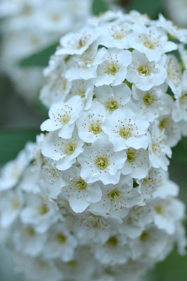 Reeves Spirea, Spiraea Cantoniensis, Stock Image - Image of spirea
