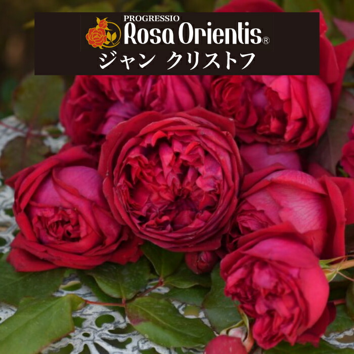 楽天市場】送料無料【ジャンクリストフ 6号鉢大苗予約】鉢植え バラ