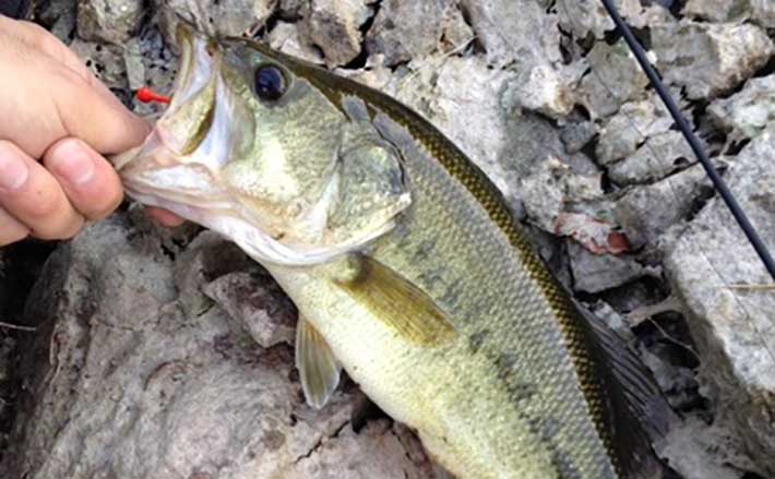 アジングタックルでバス釣りに挑戦 超フィネスで35cm級ブラックバス