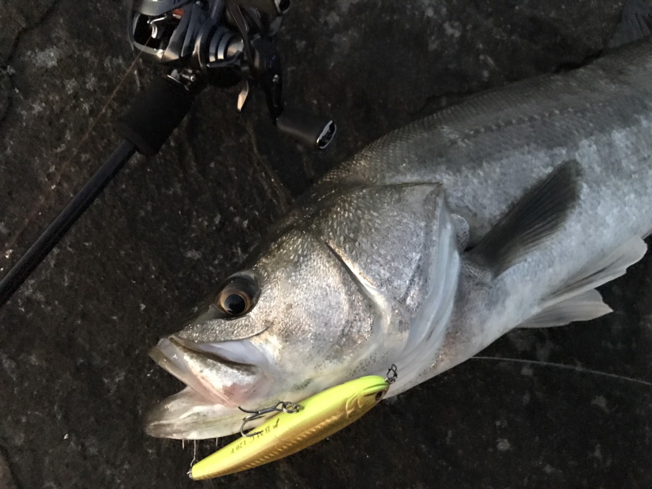 Trump711 S3 Edition BC (BAIT Casting Model) | TRUTH JAPAN