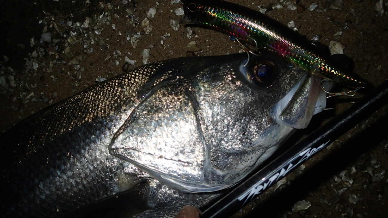 Permission 89SM (SeaBass Spinning Model) | TRUTH JAPAN