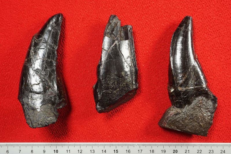 ティラノサウルス科「歯の化石」発見！ 長崎で3例目、恐竜博物館で展示