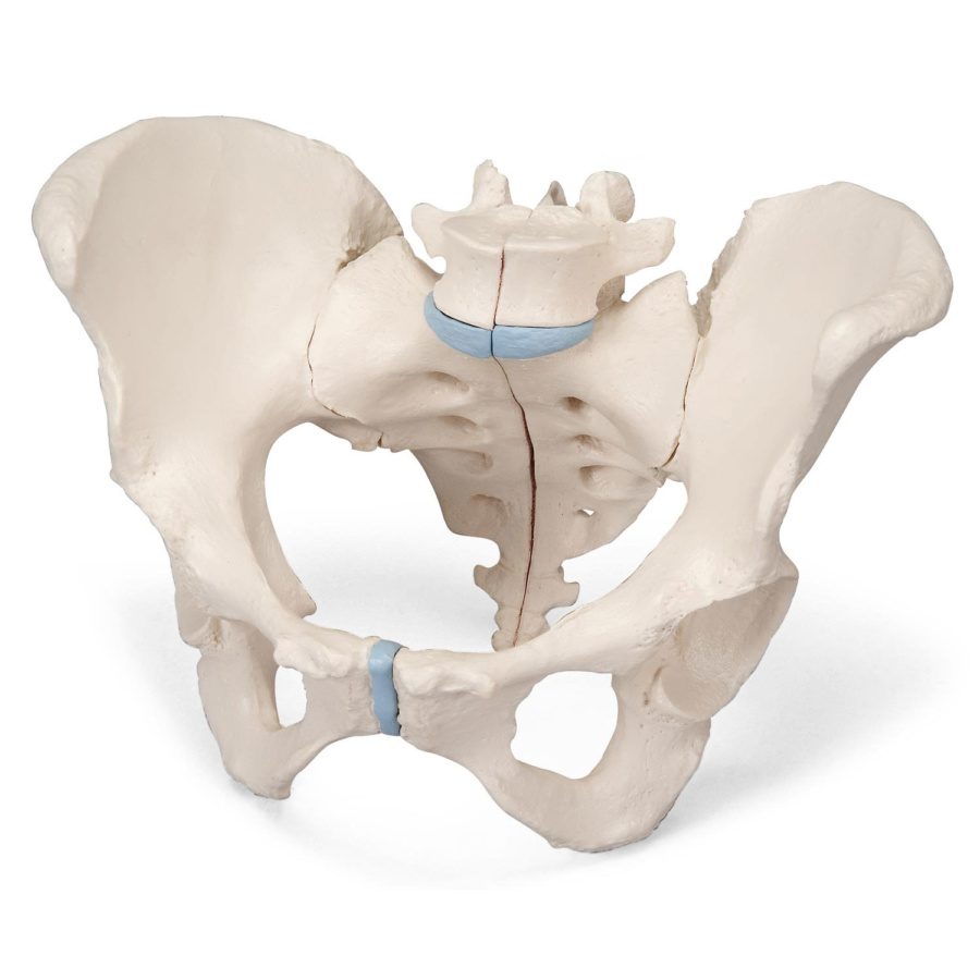女性骨盤，3分解モデル | 日本スリービー・サイエンティフィック