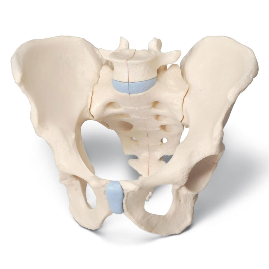 男性骨盤，3分解モデル | 日本スリービー・サイエンティフィック