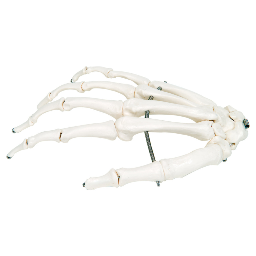 手の骨モデル，ワイヤーつなぎ | 日本スリービー・サイエンティフィック