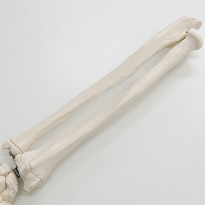 手の骨モデル，前腕骨付，ワイヤーつなぎ | 日本スリービー・サイエン