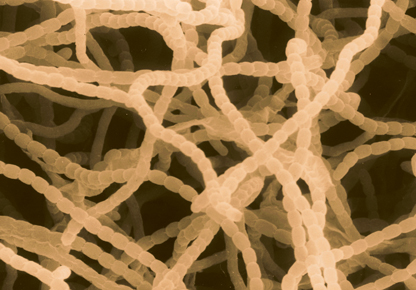 ストレプトマイシン生産菌の全ゲノム配列を決定、公開