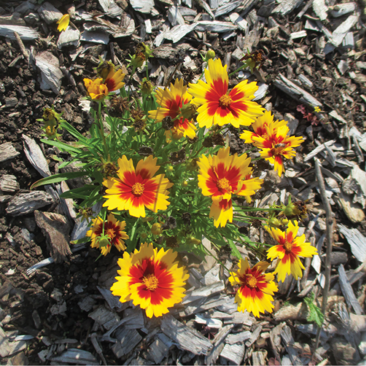 2016's top-performing trial garden varieties - Greenhouse Management