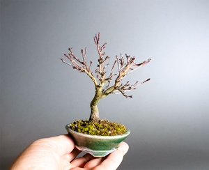 ベランダで楽しむミニ盆栽｜盆栽の販売・通販店