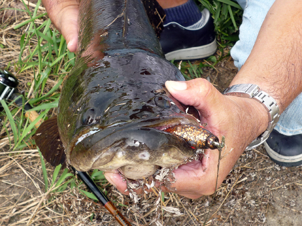 新製品情報「アナコンダフロッグ 新色追加」 (STAFF ブログ by finesse)