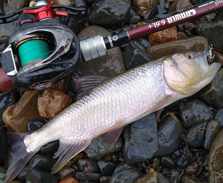 ライトバーサタイルロッド、Beams CRAWLA6.6L+ - Fishman（フィッシュ