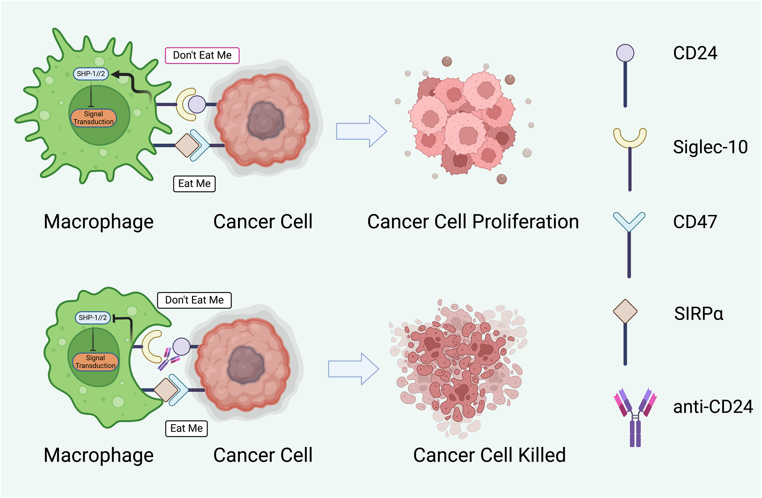 Frontiers | From mechanism to therapy: the journey of CD24 in cancer
