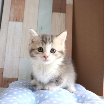 マンチカンの白猫（ホワイト系）の子猫を探す｜ブリーダー直販の子猫