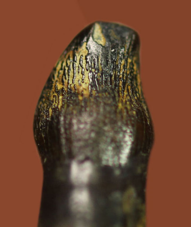 特殊な形にご注目、白亜紀後期の北米の河川に生息していた恐竜、テス