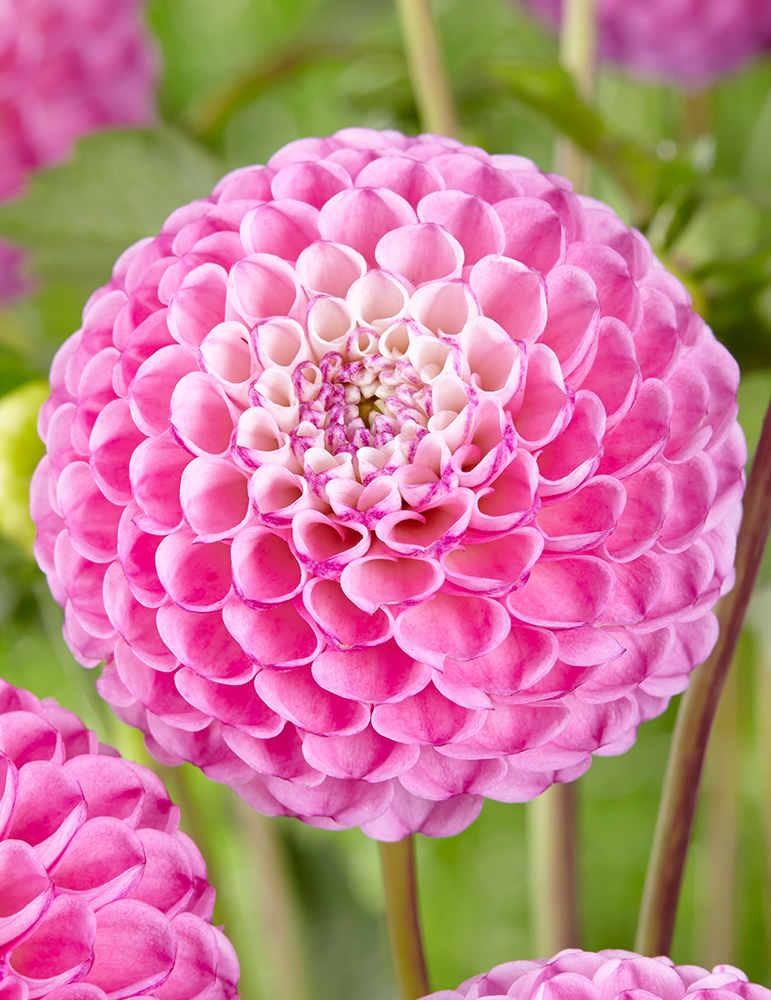 Zippity Do Da Dahlia | Holland Bulb Farms | 74225
