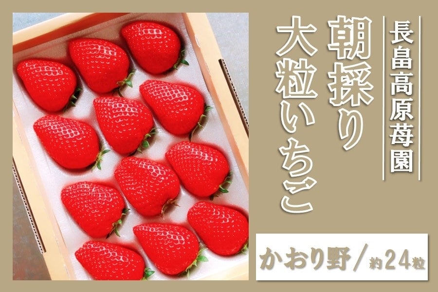 淡路島産 朝採り大粒いちご（かおり野）約12粒入×2箱: あつめて、兵庫
