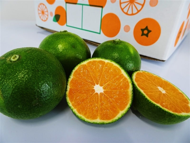 戎農園】和歌山県下津の極早生みかんYN26 約5kg 【サイズ手選別】(なが