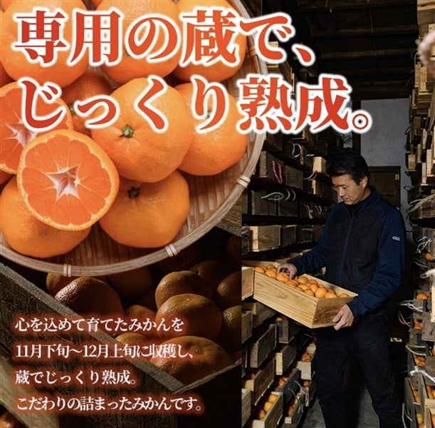 農家直送！井上農園 蔵出しみかん 5kg（大分県宇佐市産 青島温州