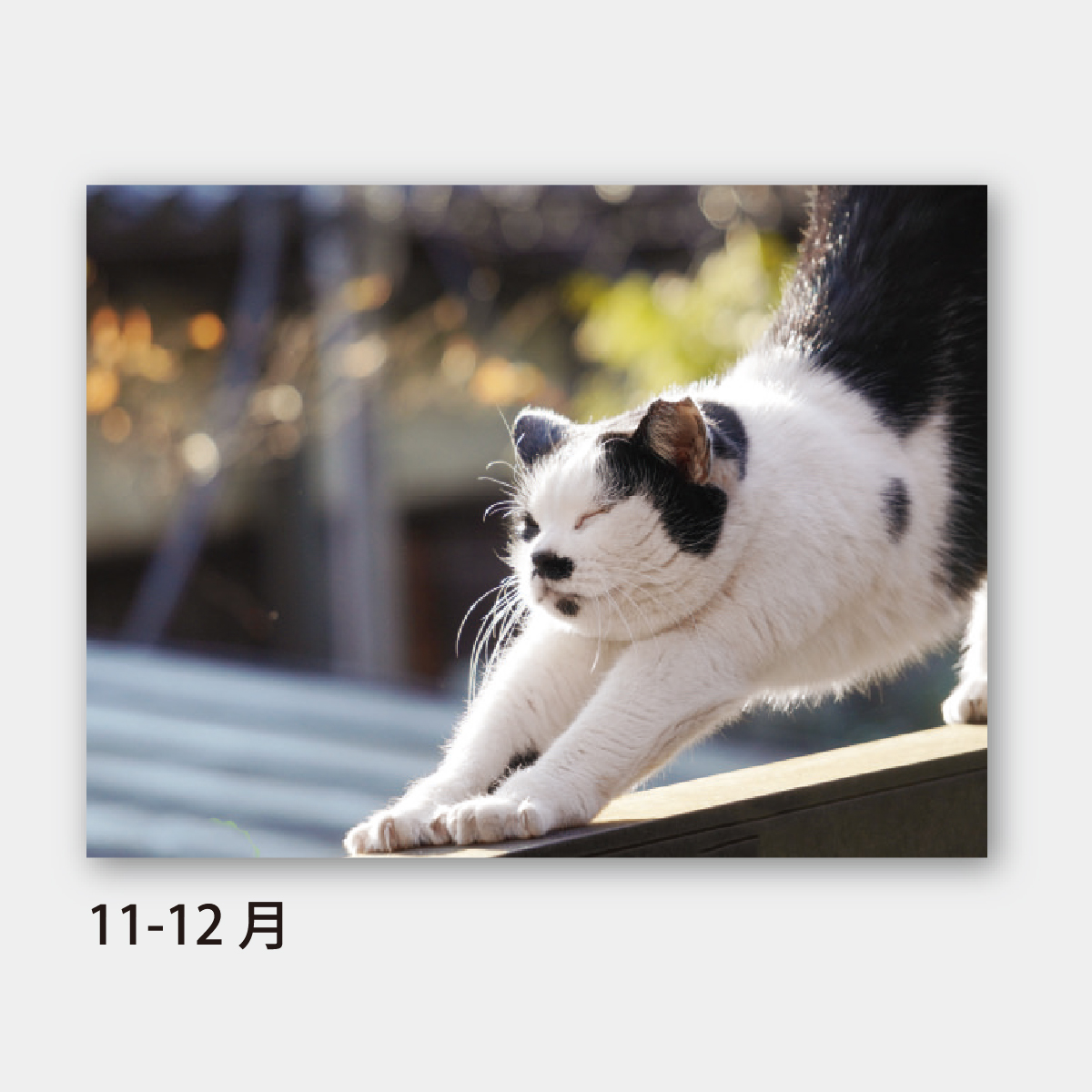 SA-344 キャッツワールド2026年版の名入れカレンダーを格安で販売 - 名