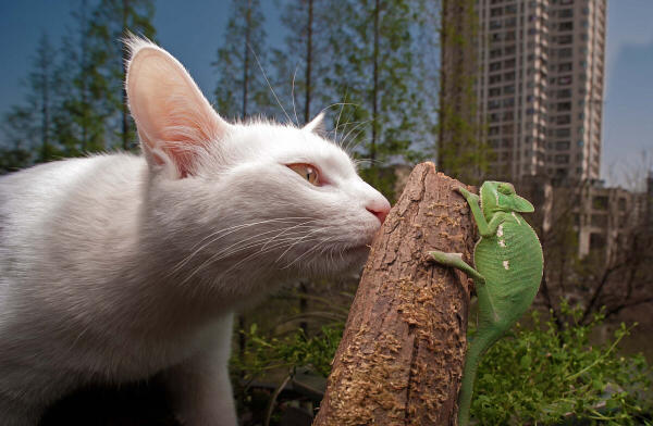 LAOWA 15mm F4 WIDE ANGLE MACRO | 製品情報 | LAOWA