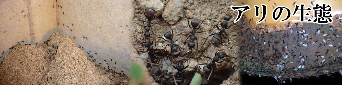 アリの生態｜株式会社三共リメイク