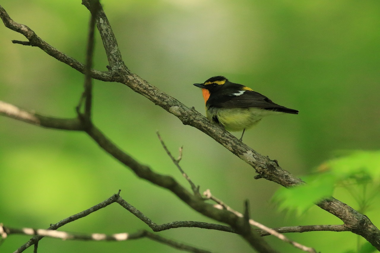 旭山記念公園野鳥情報2025年5月25日（日曜日） – 旭山記念公園