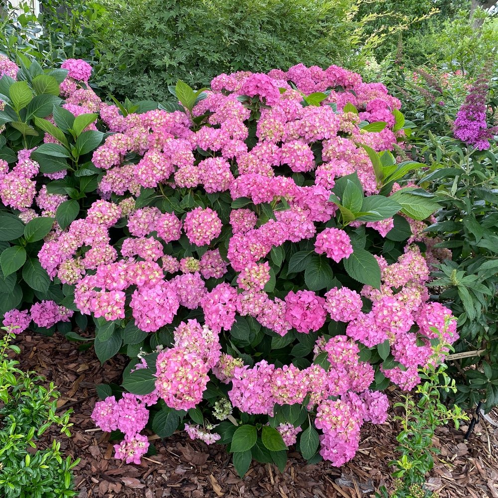 LET'S DANCE ¡ARRIBA!® Reblooming Hydrangea - Proven Winners