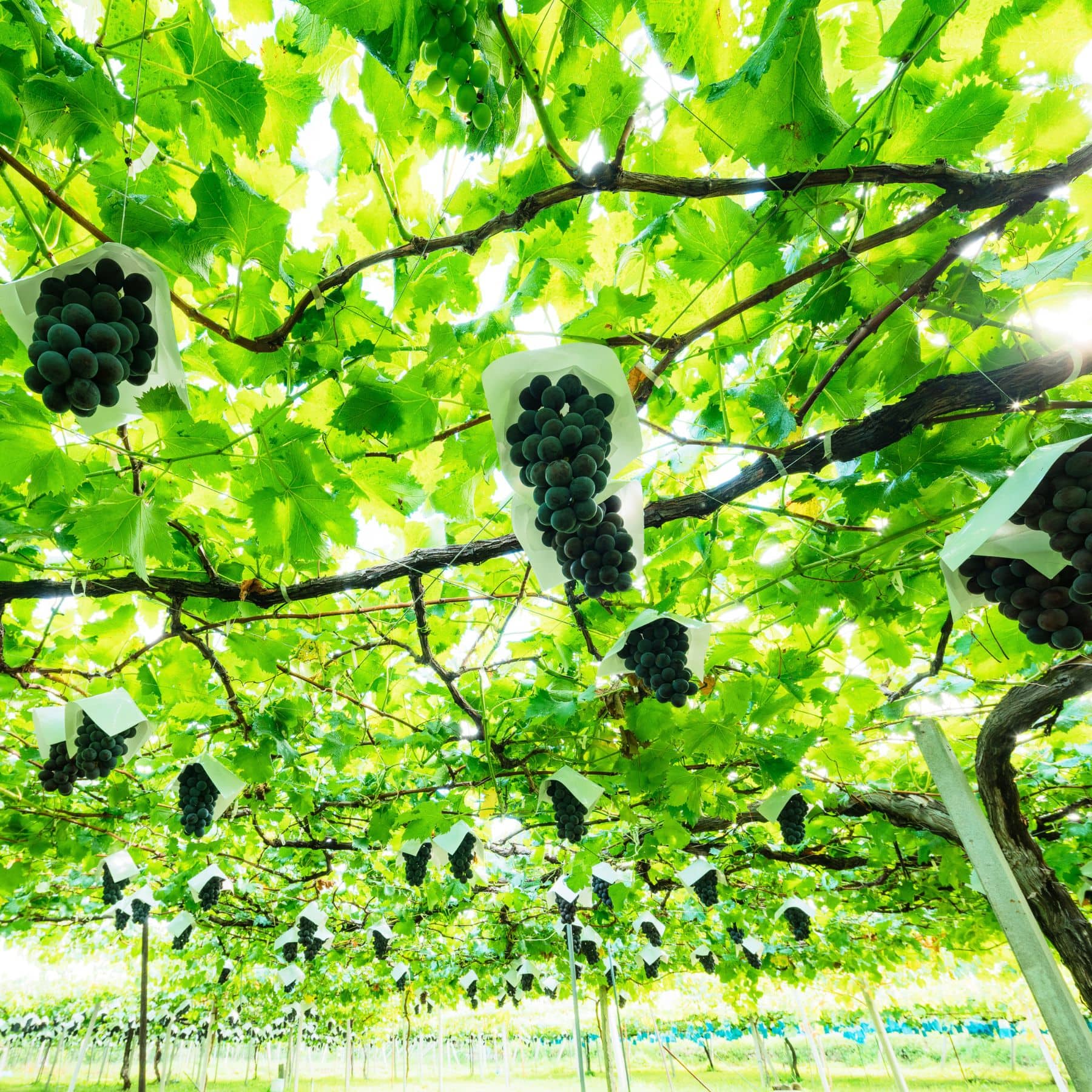 エアリーフルーツ 黒ブドウ 18g フリーズドライフルーツ