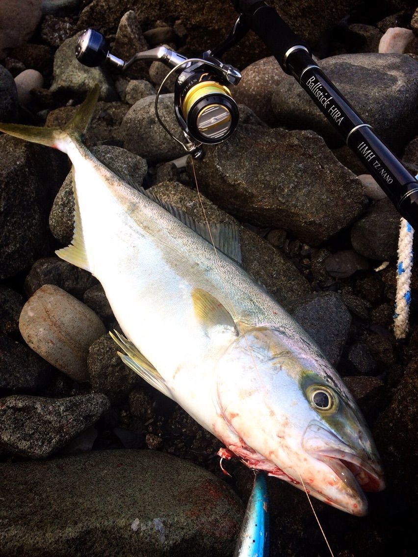 長崎県 ヒラスズキ Ballistick 11MH HIRA TZ Nano | YAMAGA