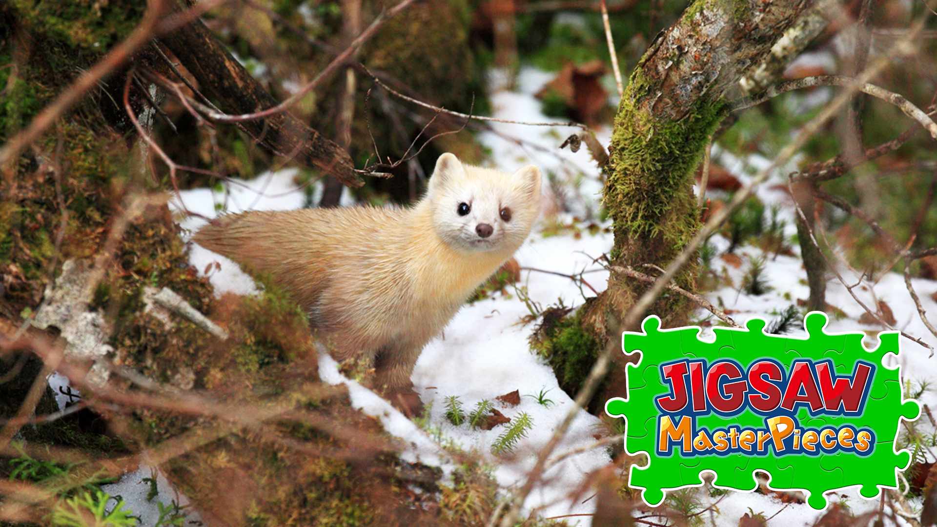 Animals in Snow for Nintendo Switch - Nintendo Official Site for