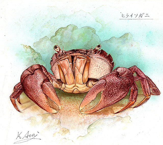 水彩画 生物細密画「ヤシガニ」 真作｜Yahoo!フリマ（旧PayPayフリマ）