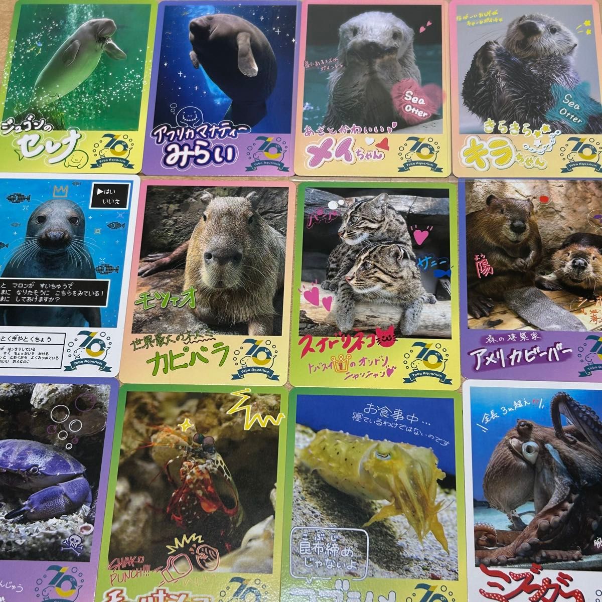 鳥羽水族館トレーディングカード 70周年記念 メイ キララ 鳥羽水族館