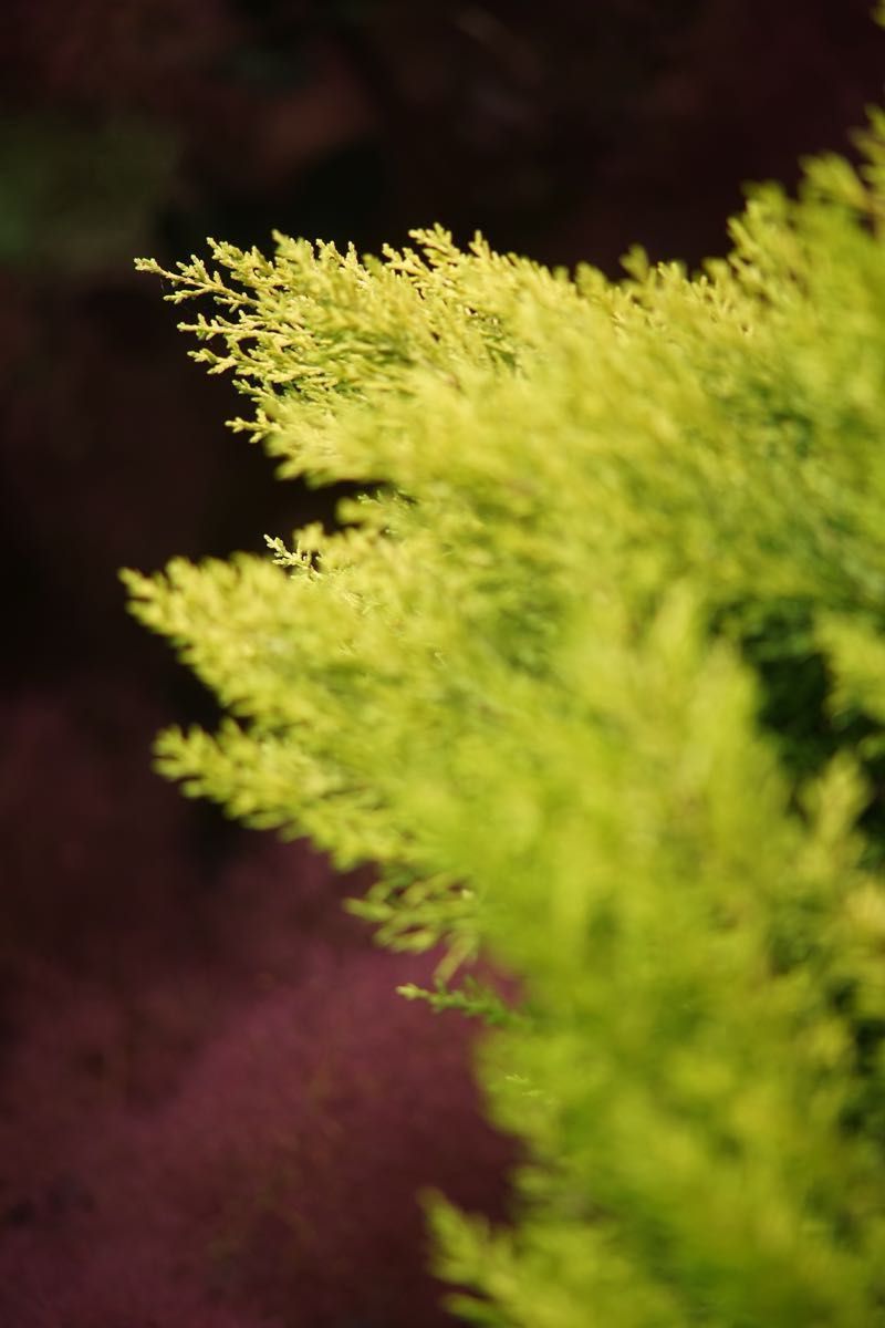 作例付き Carl Zeiss TELE TESSAR 200mm F3 5｜Yahoo!フリマ（旧PayPay