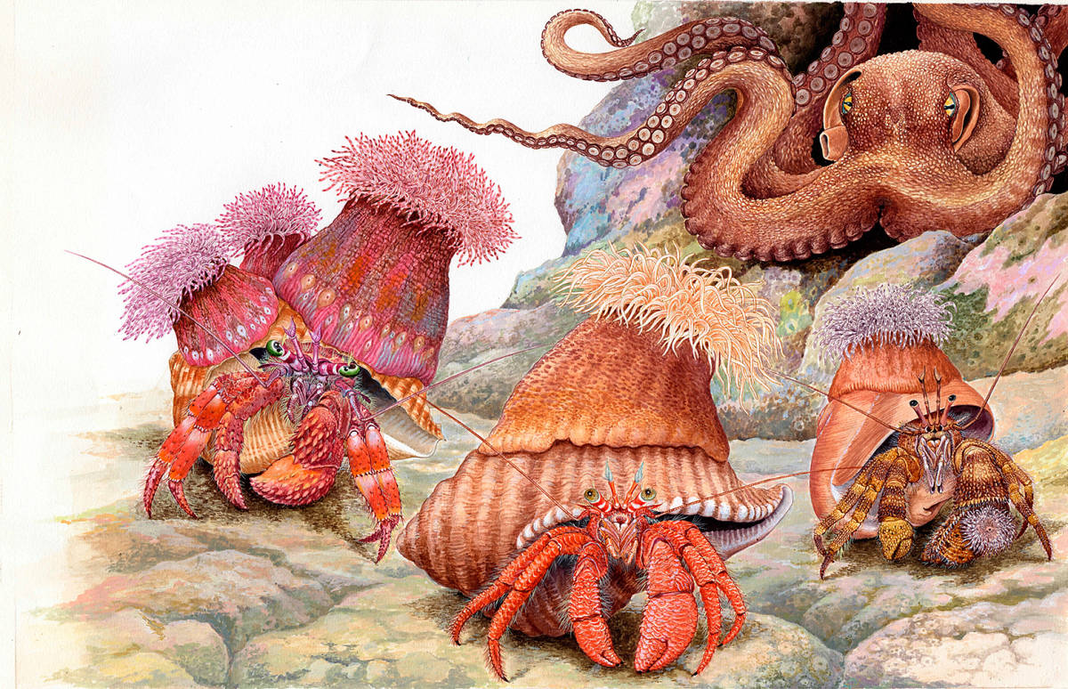 絵画】「ヤドカリとイソギンチャク」 細密画 真作｜Yahoo!フリマ（旧