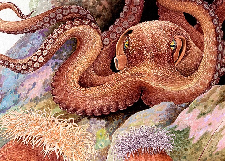 絵画】「ヤドカリとイソギンチャク」 細密画 真作｜Yahoo!フリマ（旧