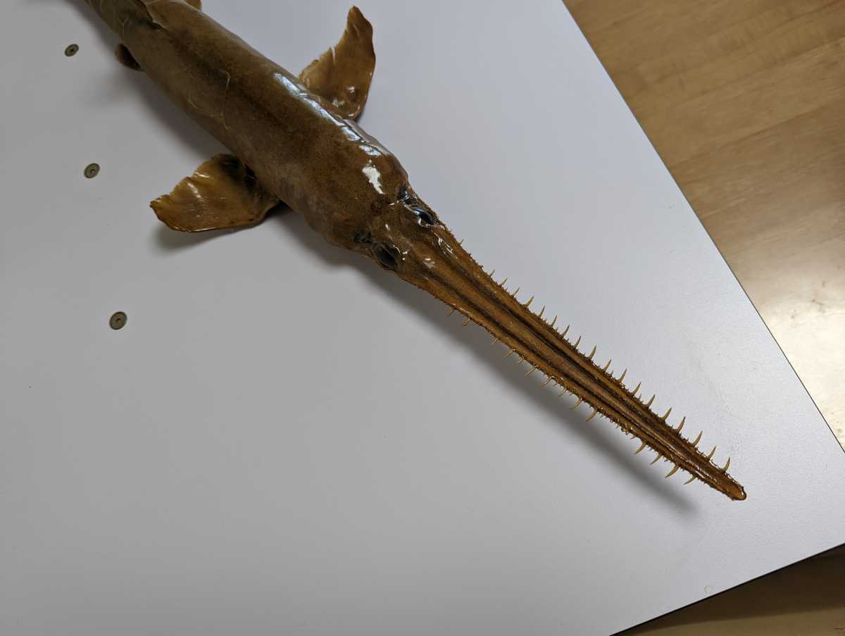 Yahoo!オークション - レア 希少 ノコギリザメ 約70cm 幼体 剥製 標本