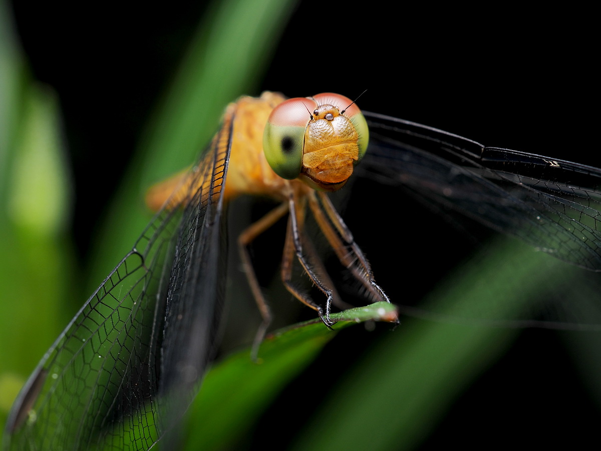 ROBIN WONG : Olympus M.Zuiko 30mm F3.5 Macro Lens Review
