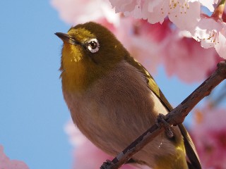 野鳥を撮影してみようとPEN用望遠レンズの購入（M.ZUIKO DIGITAL ED 75
