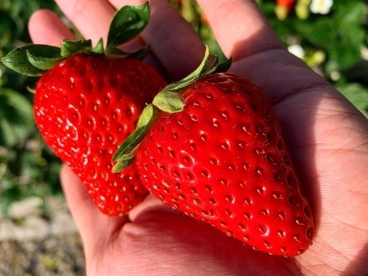 静岡／清水】【1/7～2/28】いちご狩り・時間無制限・食べ放題!!【石垣