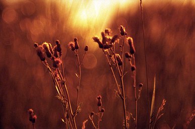レンズ: Meyer-Optik Görlitz Primotar 3.5 135 · Lomography