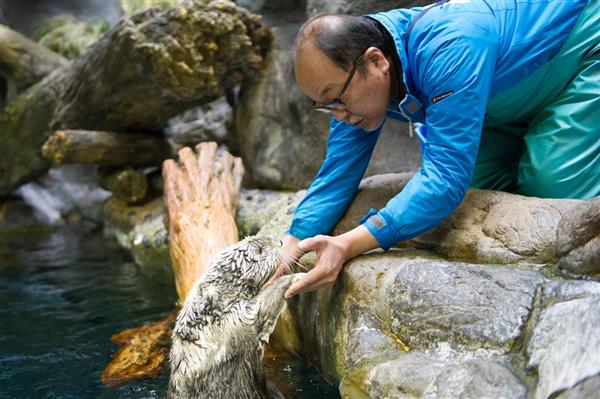 わがままですけど、何か？ 海遊館唯一のラッコ「パタ」追悼写真展